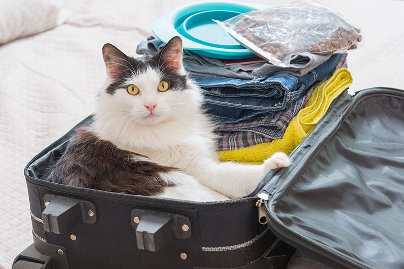 How to Travel with a Cat: A Comprehensive Guide?