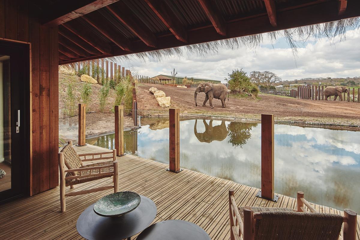 West Midlands Safari Park Lodges: A Luxurious Wildlife Escape?