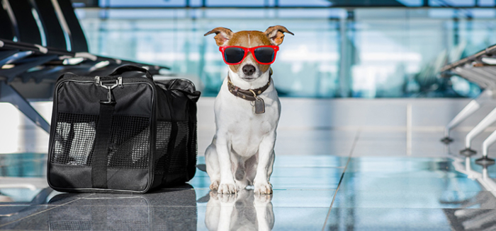 Bark Airlines for Dogs